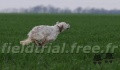 Setter Anglais RADENTIS ZENO Setter Anglais RADENTIS ZENO